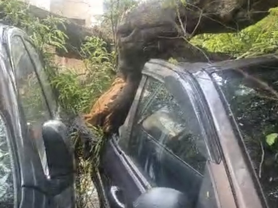 Jaswantnagar Storm: 100-Yr-Old Tree Falls, 3 Cars Damaged