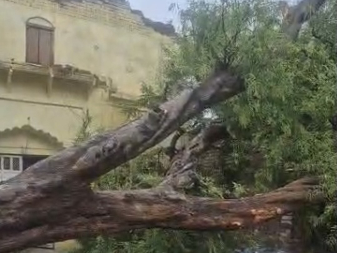 Jaswantnagar Storm: 100-Yr-Old Tree Falls, 3 Cars Damaged