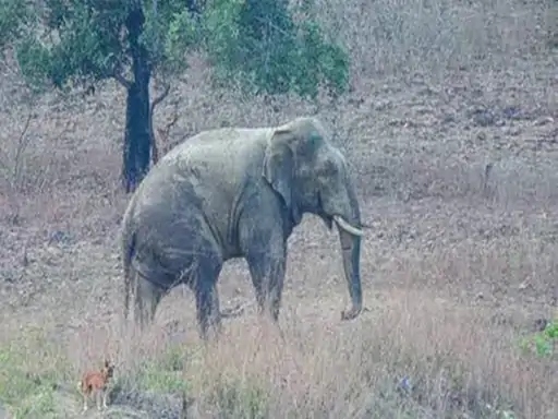 अकेले घूम रहे हाथी ने किया हमला।
