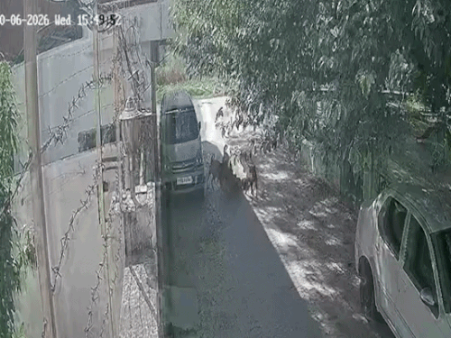 बच्ची को खींचकर लाते हुए कुत्ते, फिर कार के पास उसे नोच-नोचकर मार डाला।