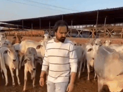 वीर साहू ने भी सोशल मीडिया पर गौशाला में गोवंश की सेवा करते हुए एक मशहूर शायर की शायरी पर रील बनाईं।