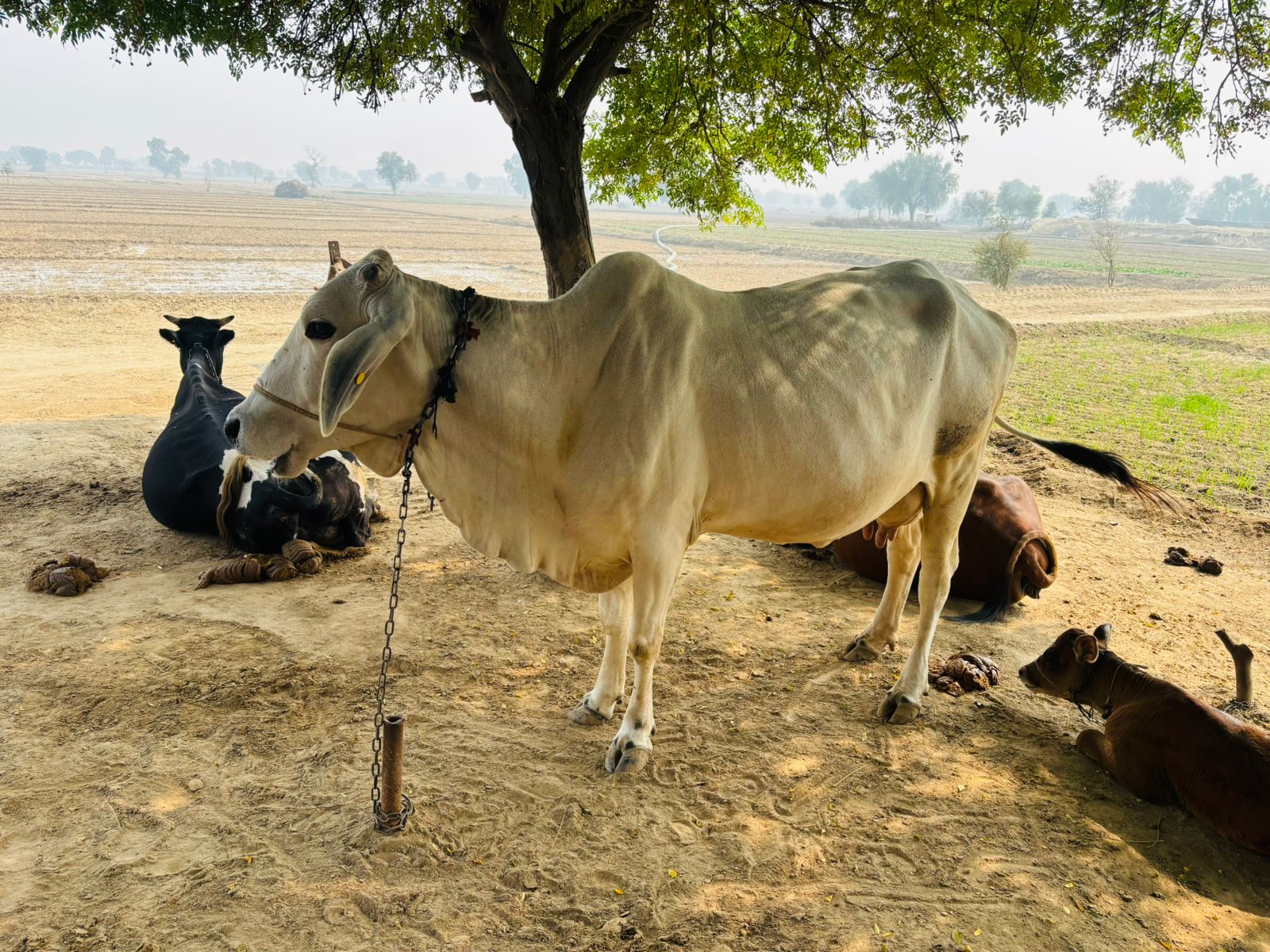 पशुबाड़े में बंधी गाय, जिनका लम्पी का टीकाकरण होना है