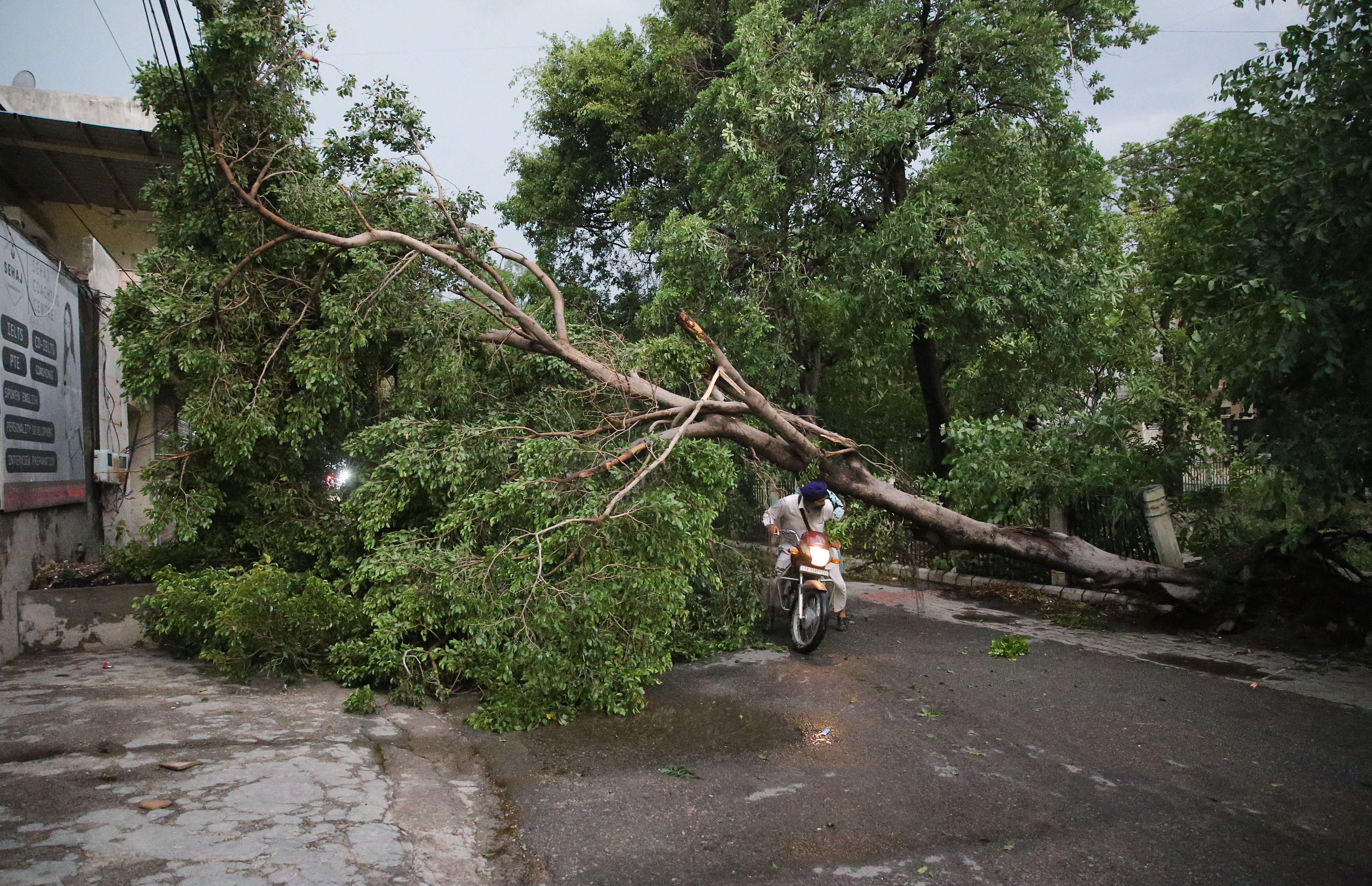 अमृतसर में गुरुवार को 80kmph की रफ्तार से आंधी चली। इसके बाद कई जगह बिजली के खंबे और पेड़ उखड़ गए। उखड़े पेड़ के नीचे से लोग बचकर निकलते दिखे।