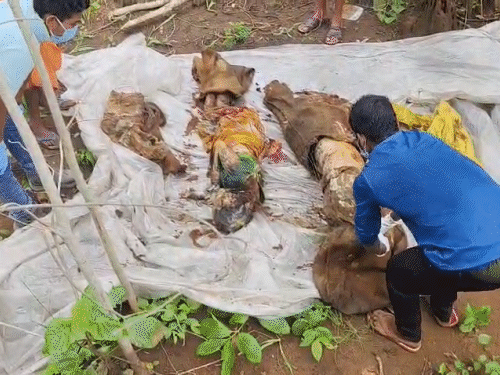 हत्येनंतर मृतदेह पोत्यांमध्ये भरले होते.