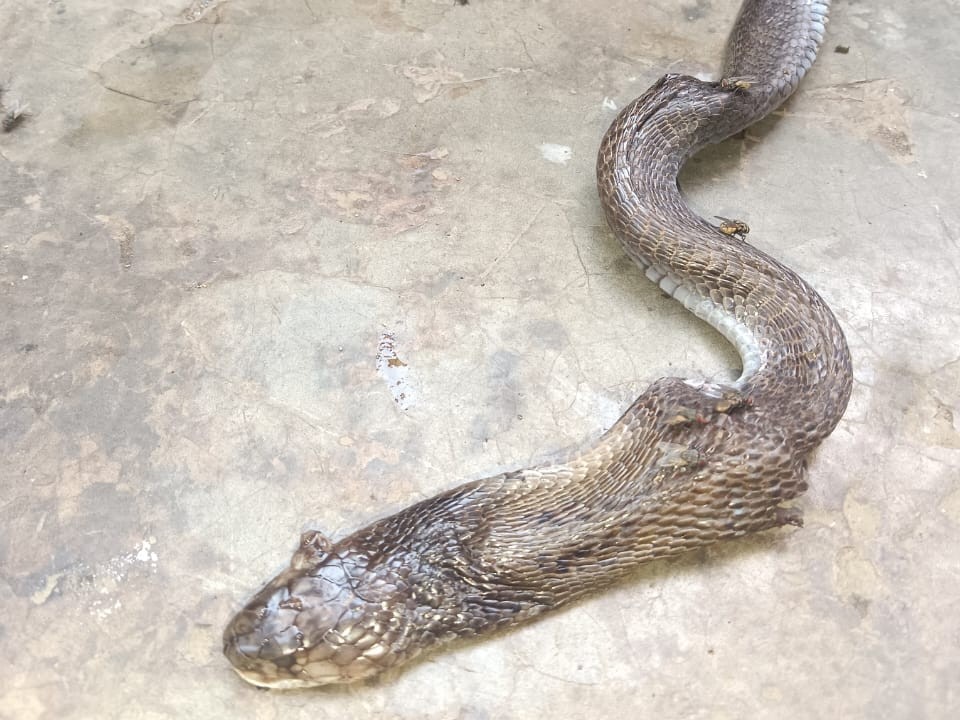 Mandsaur Girl Death Snake Bite | Family Kills Reptile