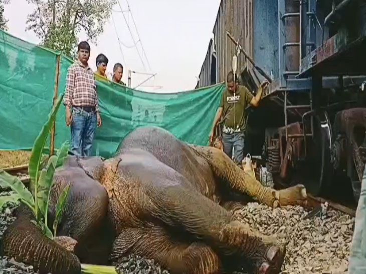 घायल हाथी को चारों ओर से घेरकर इलाज किया, लेकिन जान नहीं बची।