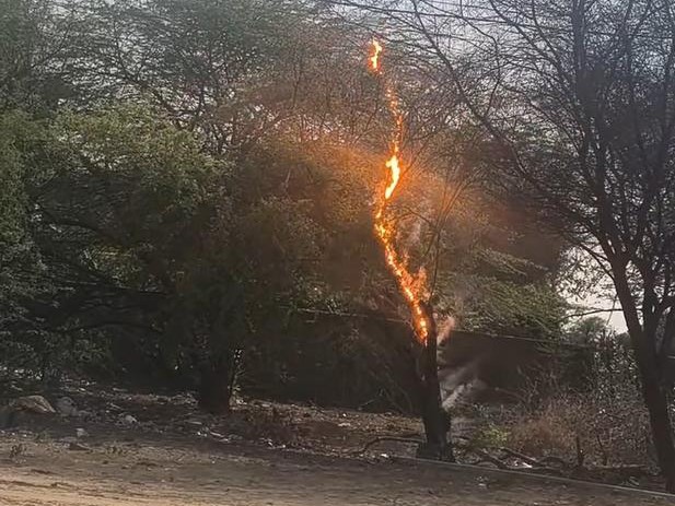 हाईटेंशन लाइन की चपेट में आने से पेड़ पूरी तरह से जल गया।