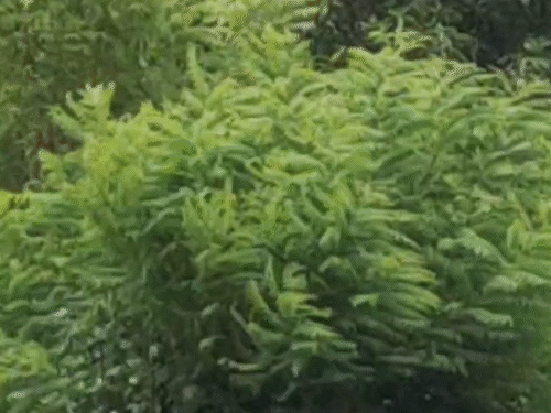 मंगलवार को पठानकोट में बारिश हुई और जालंधर में बादल छाने के साथ हवाएं चलती रहीं।