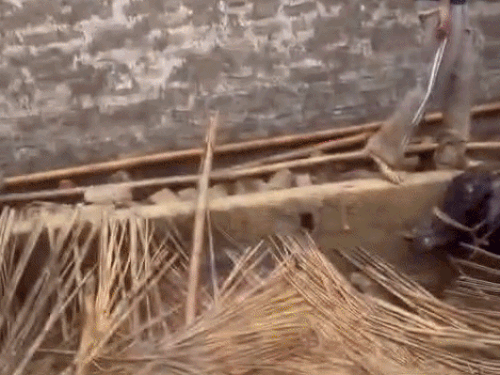 हरियाणा के सिरसा में आंधी-बारिश के कारण पशु डेयरी की छत गिर गई। घटना के समय कई जानवर इसके अंदर बंधे हुए थे।