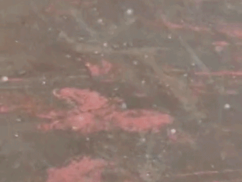 हरियाणा के सिरसा में बारिश के साथ ओले गिरे