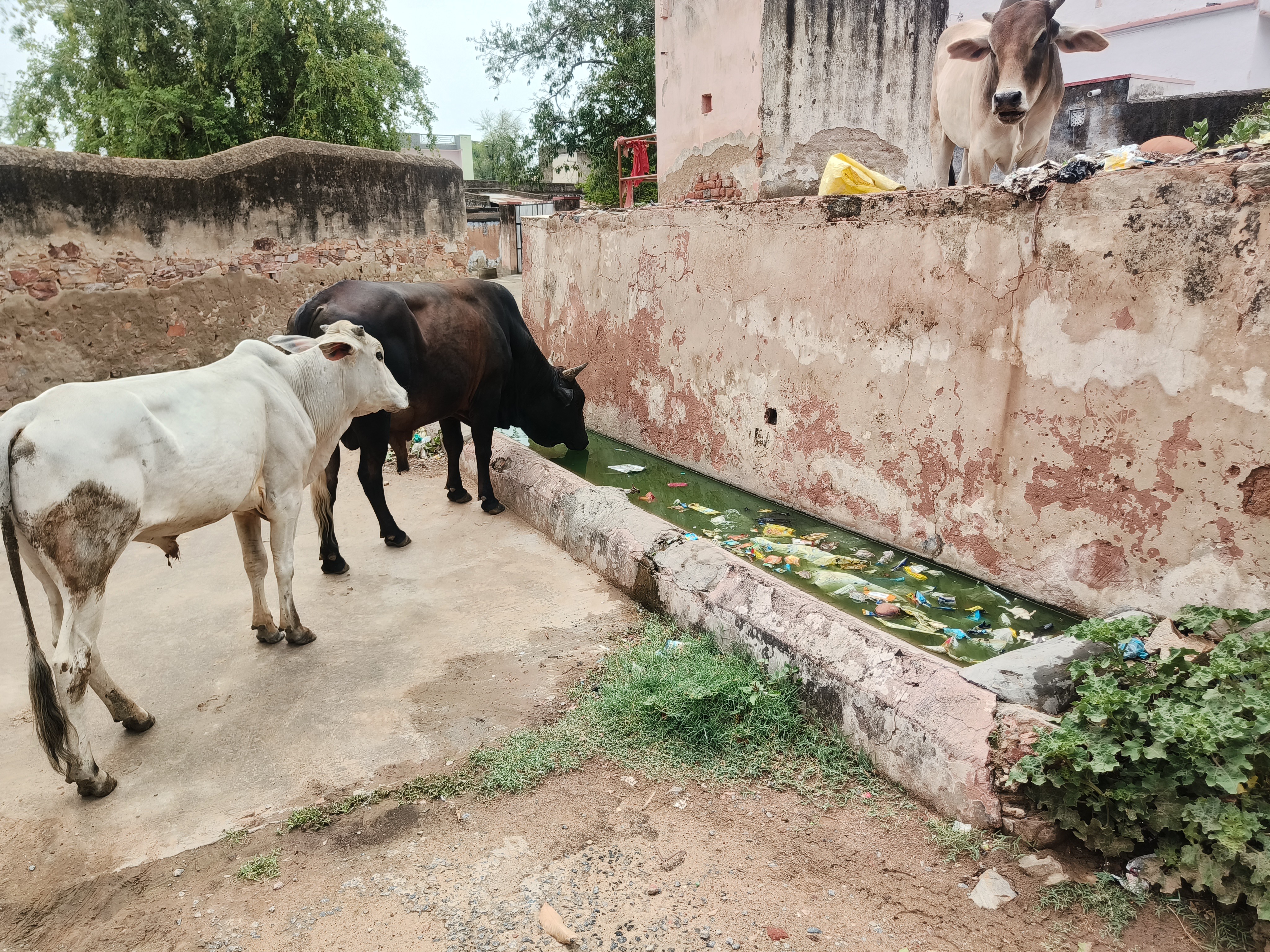 खारिया कुएं के आसपास लगातार कचरा डाला जाता है।
