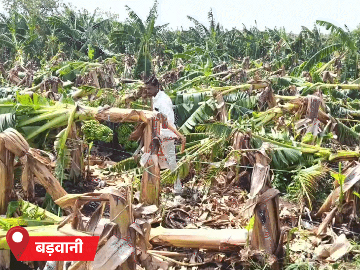 मध्य प्रदेश के बड़वानी में बारिश से किसान की 9 एकड़ फसल तबाह हो गई।