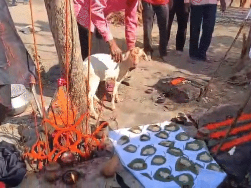 रहस्यमयी मौतों के बाद गांव ने मिलकर शांति पूजा कराई थी।