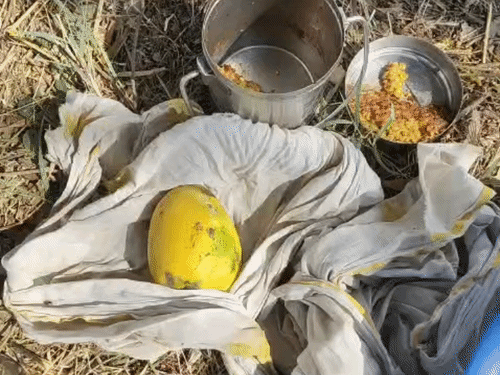 माँ अपने बेटे के लिए कपड़े में लपेटकर आम लाई थी।