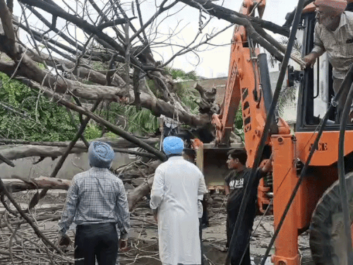 पंजाब के लुधियाना में बिजली के तारों पर पेड़ गिर गया।