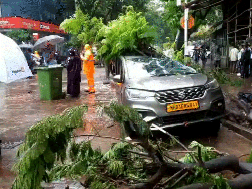 मुंबई के दादर इलाके में पेड़ उखड़कर कार पर गिरा। कार मालिक ने आर्थिक मदद मांगी है।