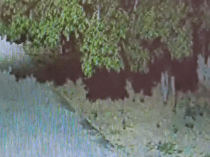 CCTV में चोर मुंह पर कपड़ा बांधे नजर आए।
