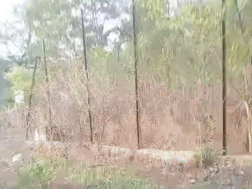 चंदनपुरा क्षेत्र में बाघ का मूवमेंट देखा गया है।