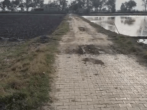 जोधकां गांव में हॉकी प्लेयर सविता पूनिया के घर जाने वाला रास्ता, जिसका काम बीच में छोड़ा हुआ