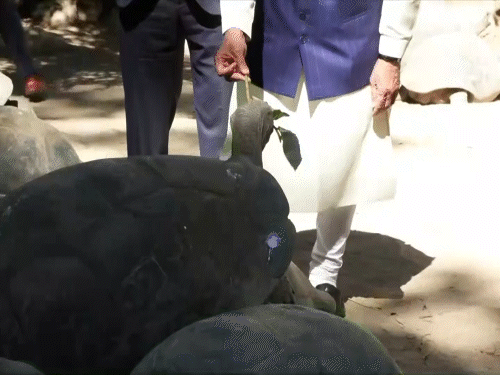 सेशेल्स के राष्ट्रपति पैट्रिक हर्मिनी के साथ नेशनल बोटैनिकल गार्डन में मौजूद कछुओं के साथ पीएम मोदी।