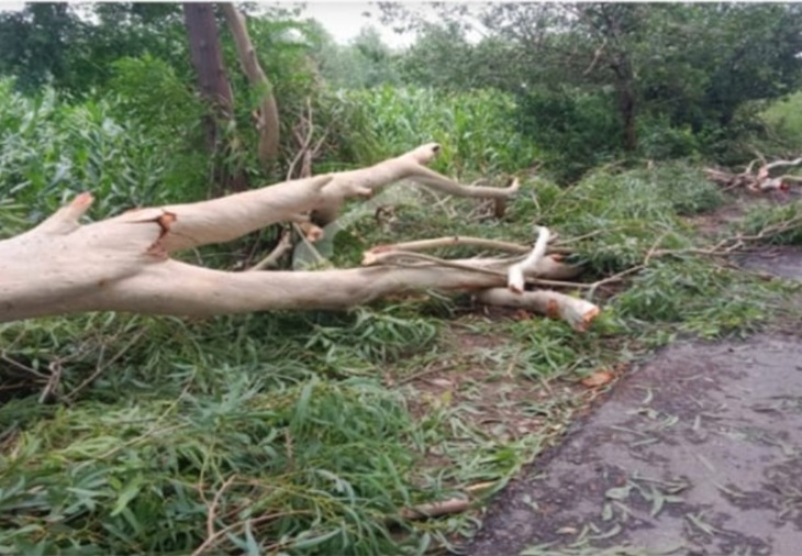 इस पेड़ के गिरने के कारण पिता और बेटी की मोत हुई।