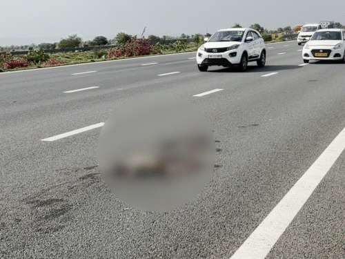 Animal carcasses were found lying in many places on the highway after accidents. This clearly indicates that the barricading is not proper.