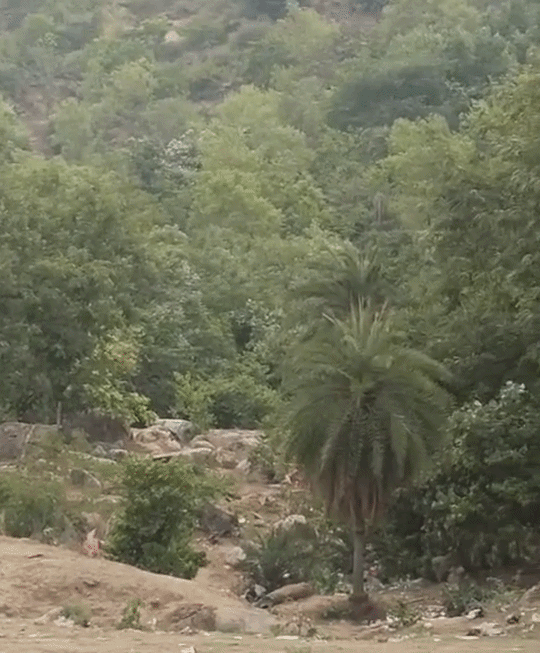 बांके धाम टेकडीचा परिसर दुपारपर्यंतच सुनसान होतो.