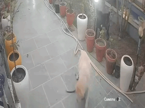 जिमी को सांप ने कई बार काटा। इसके बाद सांप बर्तनों के पीछे चला गया.