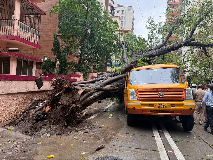 पेड़ की बड़ी बड़ी डाल बस पर गिरीं, जिससे बस का अगला और बीच का हिस्सा पूरी तरह दब गया।