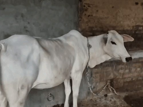 नंदिनी ने अपने जीवनकाल में 12 बार संतानों को जन्म दिया। ये तिहाड़ा परिवार और उनके जानकारों के पास हैं।