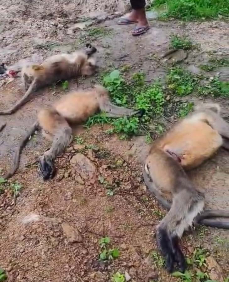 ट्रेन से टकराने से 3 लंगूरों की मौके पर मौत हो गई