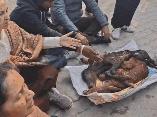 गायों और उनके बछड़ों के शव गौशाला में पड़े दिखाई दिए थे। - फाइल फोटो