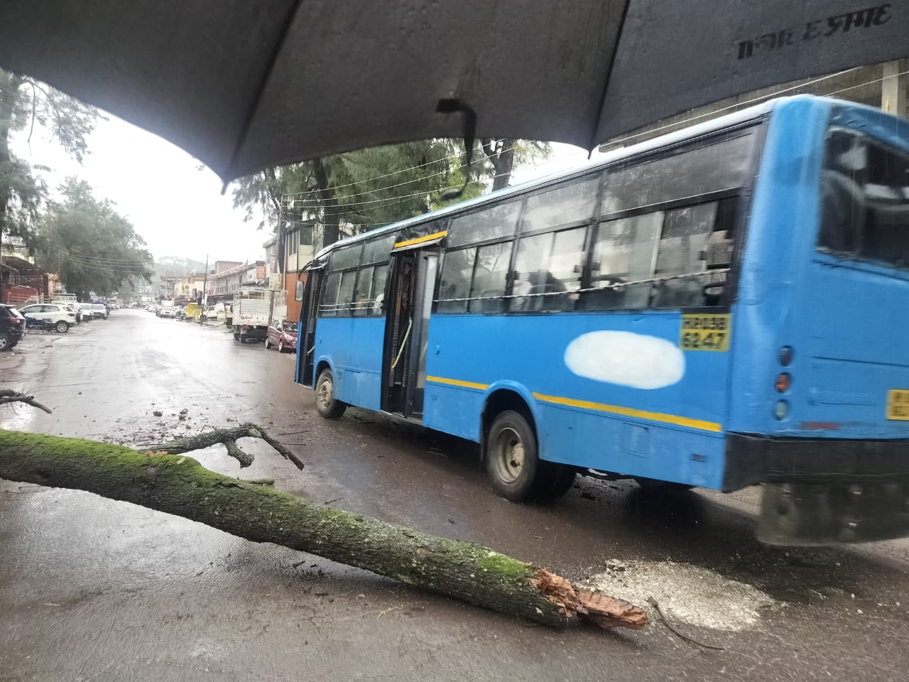 सोलन के कुनिहार में जड़ से उखड़ा पेड़ सड़क पर गिरा।