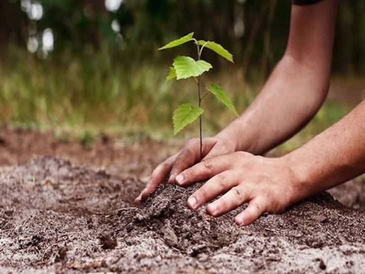 मुख्यमंत्री के साथ सामाजिक संगठन लगाएंगे पौधे, कई जनप्रतिनिधि होंगे शामिल|इंदौर,Indore - Dainik Bhaskar