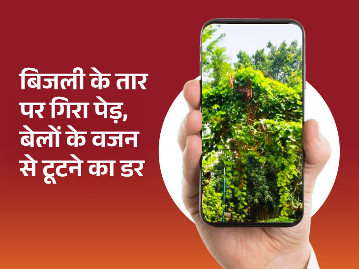 शिकायतकर्ता ने बताया कि बिजली के तार पर बेलों के चढ़ने से वजन भी बढ़ता जा रहा है।