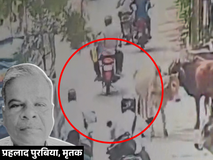 सड़क पर खड़ी गायों के कारण हादसा, 10 सेकंड में मौत, हड्डियां टूट गईं|शुजालपुर,Shujalpur - Dainik Bhaskar