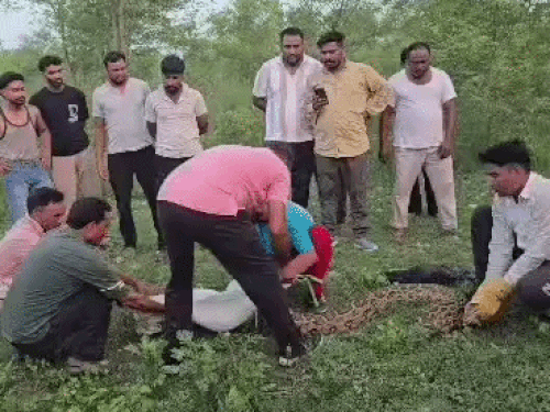 बकरी को निगलने के बाद रेस्क्यू के दौरान पकड़ा गया विशालकाय अजगर।