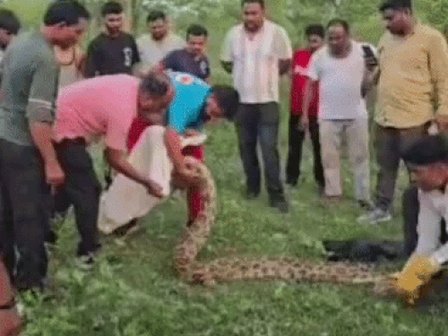 अजगर को पकड़कर ले जाती वन्यजीव विभाग की टीम।