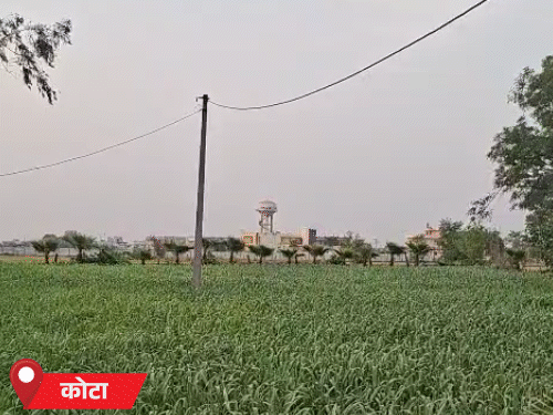 कोटा में बारिश नहीं होने का असर अब फसलों पर दिखने लगा है। यहाँ खरीफ की फसलें झुलसने लगी हैं।