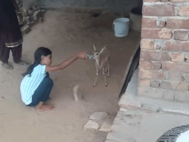 हिरण के बच्चे को दूध पिलाते हुए बच्ची
