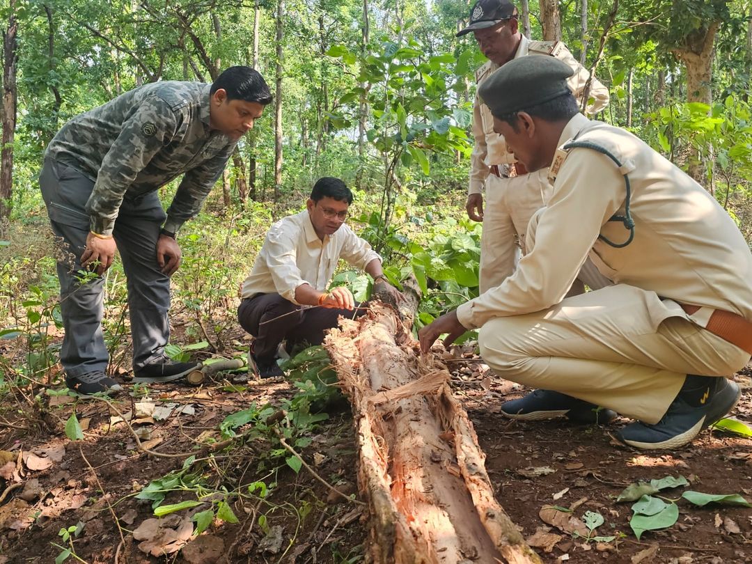 खराब हो रहे पेड़ों की जांच करते वन विशेषज्ञ।