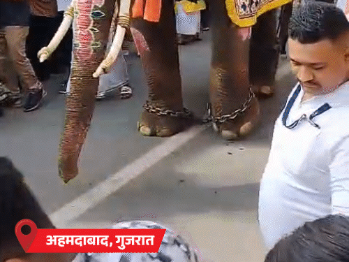 अहमदाबाद रथयात्रा में इस साल हाथियों के पैरों को जंजीरों से बांधकर लाया गया है। पिछले साल तीन हाथी बेकाबू हो गए थे। - Dainik Bhaskar
