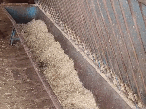 चारे की व्यवस्था भी की गई।