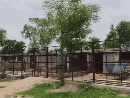 परिसर में करीब 10 अलग-अलग बाड़े (ब्लॉक) हैं, जहां बकरियों और उनके बच्चों को उम्र के हिसाब से रखा जाता है।