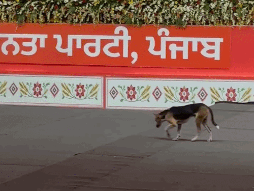 PM मोदी की रैली के दौरान लगाए गए पंडाल में एक कुत्ता घुस गया।