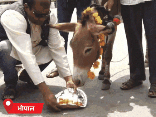 शनिवार को भोपाल में गधे को गुलाब जामुन खिलाए गए थे, जबकि रविवार को नर्मदापुरम समेत कई जिलों में बारिश हुई।