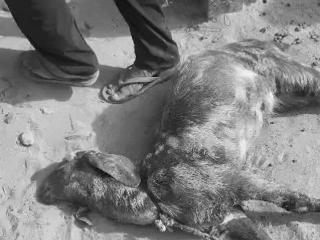 जानवरों के मरने के बाद की तस्वीर