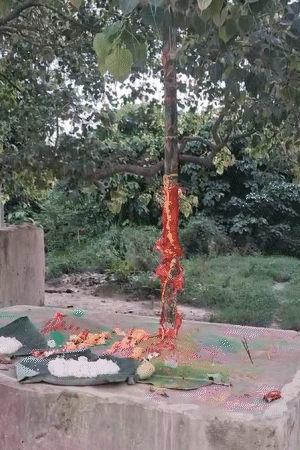 मुजफ्फरपुर के इस ब्रह्मस्थान में हर साल सावन से पहले ब्रह्मबाबा की पूजा होती है। हादसे वाले दिन यहां प्रसाद में लिट्टी और खीर बनी थी।