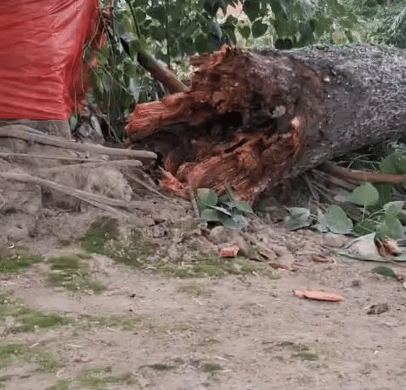 डाल को ग्रामीणों ने साइड किया।