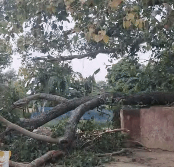 पेड़ का एक बड़ा हिस्सा टूटकर गिरा।